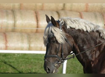 Cob, Ruin, 4 Jaar, 152 cm, Donkere-vos