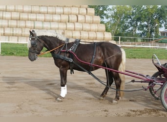 Cob, Ruin, 4 Jaar, 152 cm, Donkere-vos