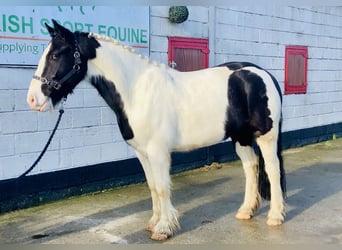 Cob, Ruin, 4 Jaar, 152 cm, Gevlekt-paard