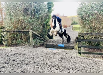 Cob, Ruin, 4 Jaar, 152 cm, Gevlekt-paard