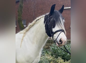 Cob, Ruin, 4 Jaar, 153 cm, Gevlekt-paard