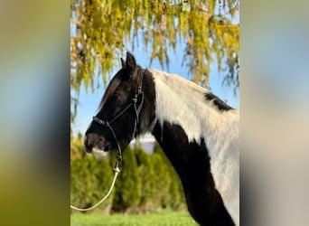 Cob, Ruin, 4 Jaar, 153 cm, Gevlekt-paard