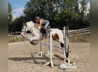 Cob, Ruin, 4 Jaar, 153 cm, Tobiano-alle-kleuren