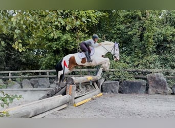 Cob, Ruin, 4 Jaar, 153 cm, Tobiano-alle-kleuren