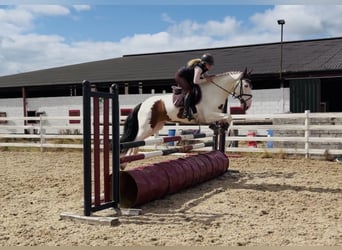 Cob, Ruin, 4 Jaar, 153 cm, Tobiano-alle-kleuren