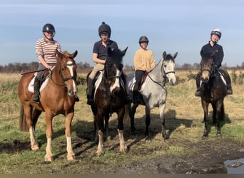 Cob Mix, Ruin, 4 Jaar, 154 cm, Donkere-vos