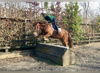 Cob Mix, Ruin, 4 Jaar, 154 cm, Donkere-vos