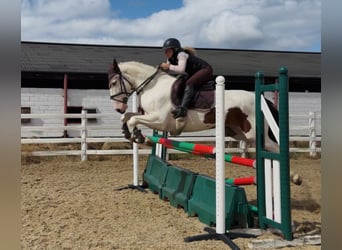 Cob, Ruin, 4 Jaar, 154 cm, Tobiano-alle-kleuren