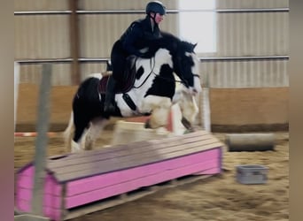 Cob, Ruin, 4 Jaar, 155 cm, Appaloosa