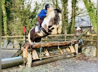 Cob, Ruin, 4 Jaar, 160 cm, Gevlekt-paard