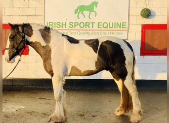 Cob, Ruin, 4 Jaar, 160 cm, Gevlekt-paard