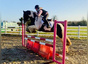 Cob, Ruin, 4 Jaar, 160 cm, Gevlekt-paard