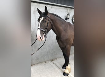 Cob, Ruin, 4 Jaar, 161 cm, Bruin