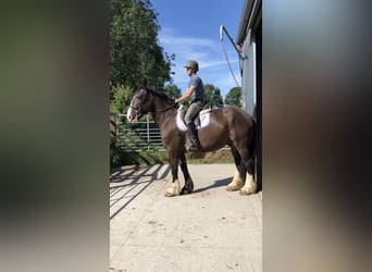 Cob, Ruin, 4 Jaar, 161 cm, Bruin