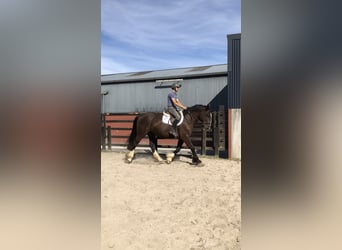 Cob, Ruin, 4 Jaar, 161 cm, Bruin