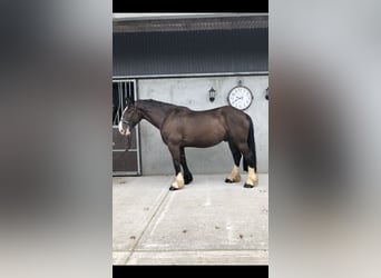 Cob, Ruin, 4 Jaar, 161 cm, Bruin
