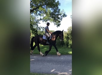 Cob, Ruin, 4 Jaar, 161 cm, Bruin