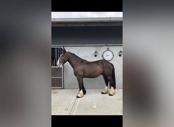 Cob, Ruin, 4 Jaar, 161 cm, Bruin
