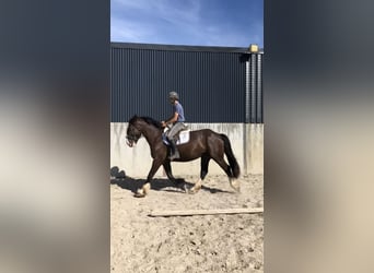 Cob, Ruin, 4 Jaar, 161 cm, Bruin