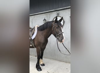 Cob, Ruin, 4 Jaar, 161 cm, Bruin