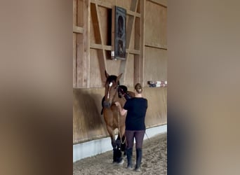 Cob, Ruin, 4 Jaar, 162 cm, Bruin