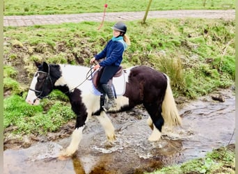 Cob, Ruin, 4 Jaar, 162 cm, Gevlekt-paard