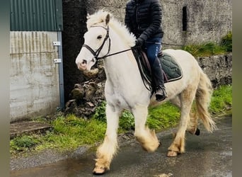 Cob, Ruin, 5 Jaar, 145 cm, Palomino
