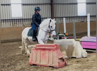 Cob, Ruin, 5 Jaar, 145 cm, Palomino