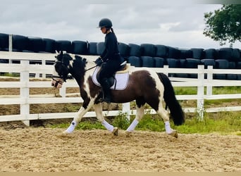 Cob, Ruin, 5 Jaar, 148 cm, Gevlekt-paard