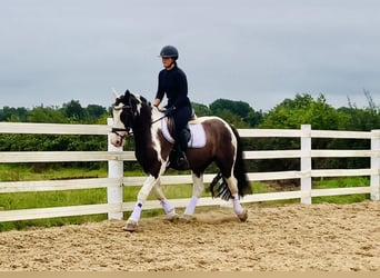Cob, Ruin, 5 Jaar, 148 cm, Gevlekt-paard
