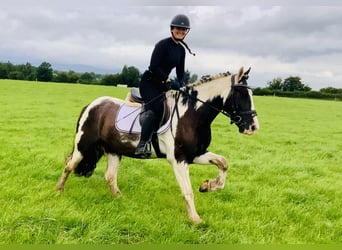Cob, Ruin, 5 Jaar, 148 cm, Gevlekt-paard