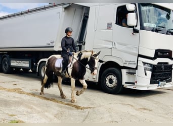 Cob, Ruin, 5 Jaar, 148 cm, Gevlekt-paard