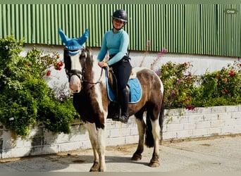 Cob, Ruin, 5 Jaar, 148 cm, Gevlekt-paard