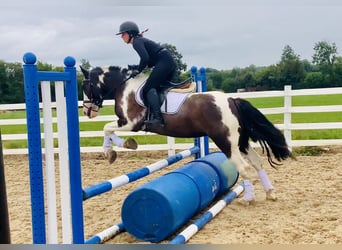 Cob, Ruin, 5 Jaar, 148 cm, Gevlekt-paard