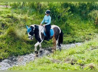 Cob, Ruin, 5 Jaar, 148 cm, Gevlekt-paard