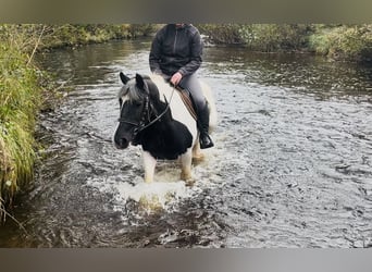 Cob, Ruin, 5 Jaar, 148 cm, Gevlekt-paard