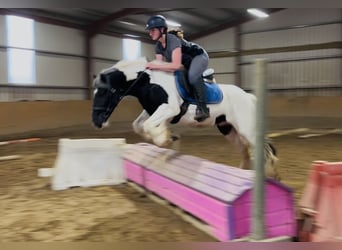 Cob, Ruin, 5 Jaar, 148 cm, Gevlekt-paard