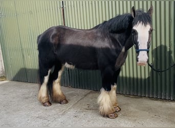 Cob, Ruin, 5 Jaar, 148 cm, Zwart