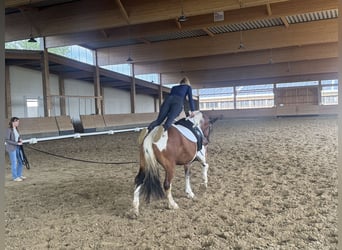 Cob, Ruin, 5 Jaar, 150 cm, Gevlekt-paard
