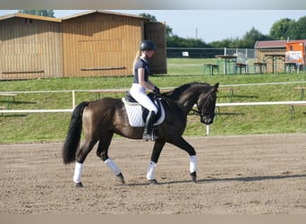 Cob, Ruin, 5 Jaar, 155 cm, Zwart