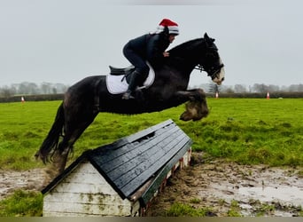Cob, Ruin, 5 Jaar, 157 cm, Falbe