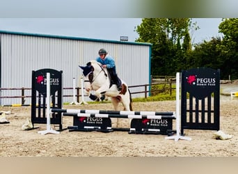 Cob, Ruin, 5 Jaar, 158 cm, Gevlekt-paard