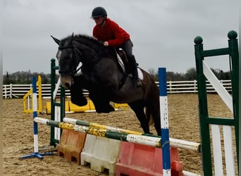 Cob, Ruin, 5 Jaar, 159 cm, Roan-Blue