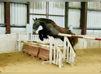 Cob, Ruin, 5 Jaar, 159 cm, Roan-Blue