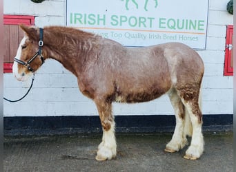 Cob, Ruin, 5 Jaar, 159 cm, Roan-Red