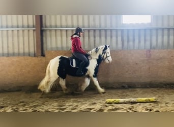 Cob, Ruin, 6 Jaar, 130 cm, Gevlekt-paard