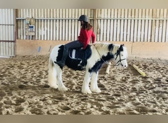 Cob, Ruin, 6 Jaar, 130 cm, Gevlekt-paard