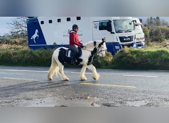 Cob, Ruin, 6 Jaar, 130 cm, Gevlekt-paard