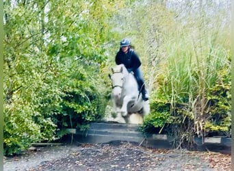 Cob, Ruin, 6 Jaar, 152 cm, Schimmel