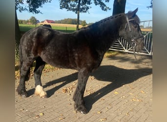 Cob, Ruin, 6 Jaar, 155 cm, Zwart